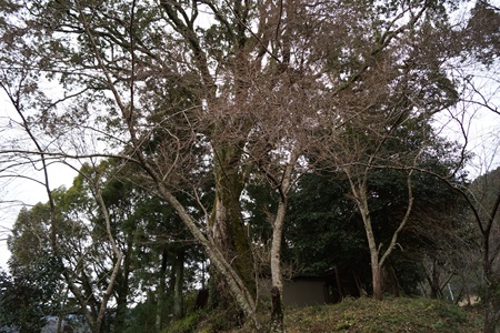 新田神社巨木９
