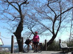 港の見える丘の桜