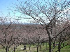 塚山公園の桜