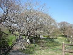 大崎公園の桜の木
