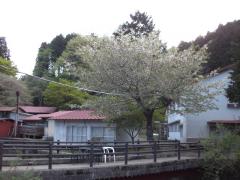 青山荘の桜