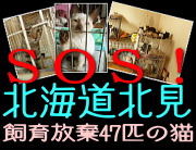 SOS！北海道北見　飼育放棄の猫たち