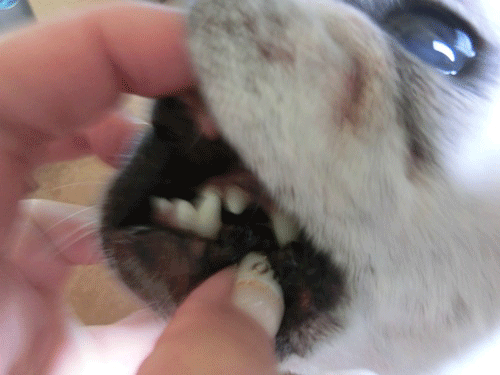 パオの歯