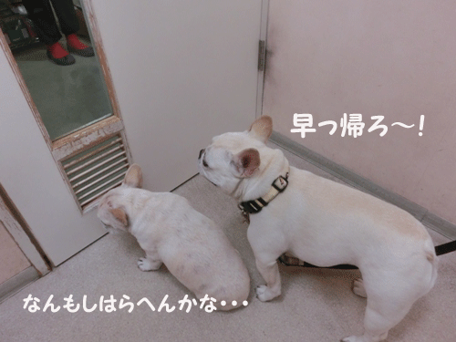 パオ→葵