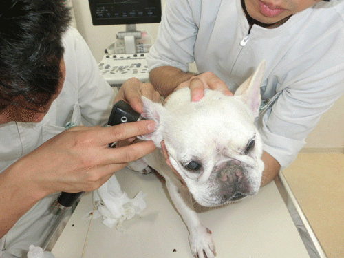 耳の検査