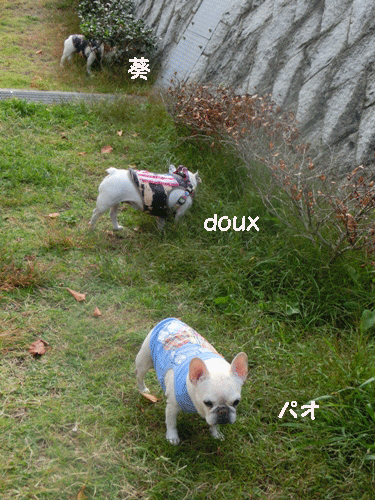 葵→ doux →パオ