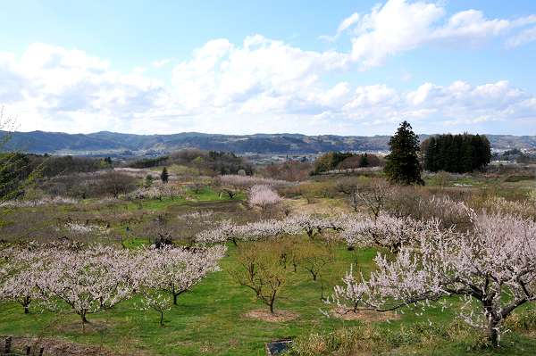 nagawa area, nambucho, spring 20110429 1-1-s
