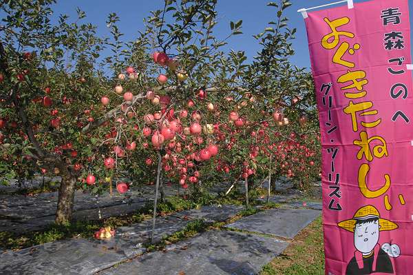 ekihai, gonohe-autum, 231009 1-5, apple plants