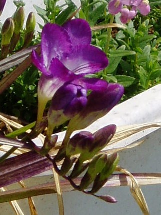 紫フリージア