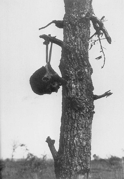 吊るされる日本兵の首。（1945年ビルマ、アメリカ軍撮影とされる）