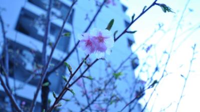 神奈川区のサロン・JEUNO様　春の予感・・・