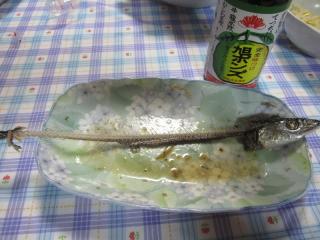 秋刀魚２