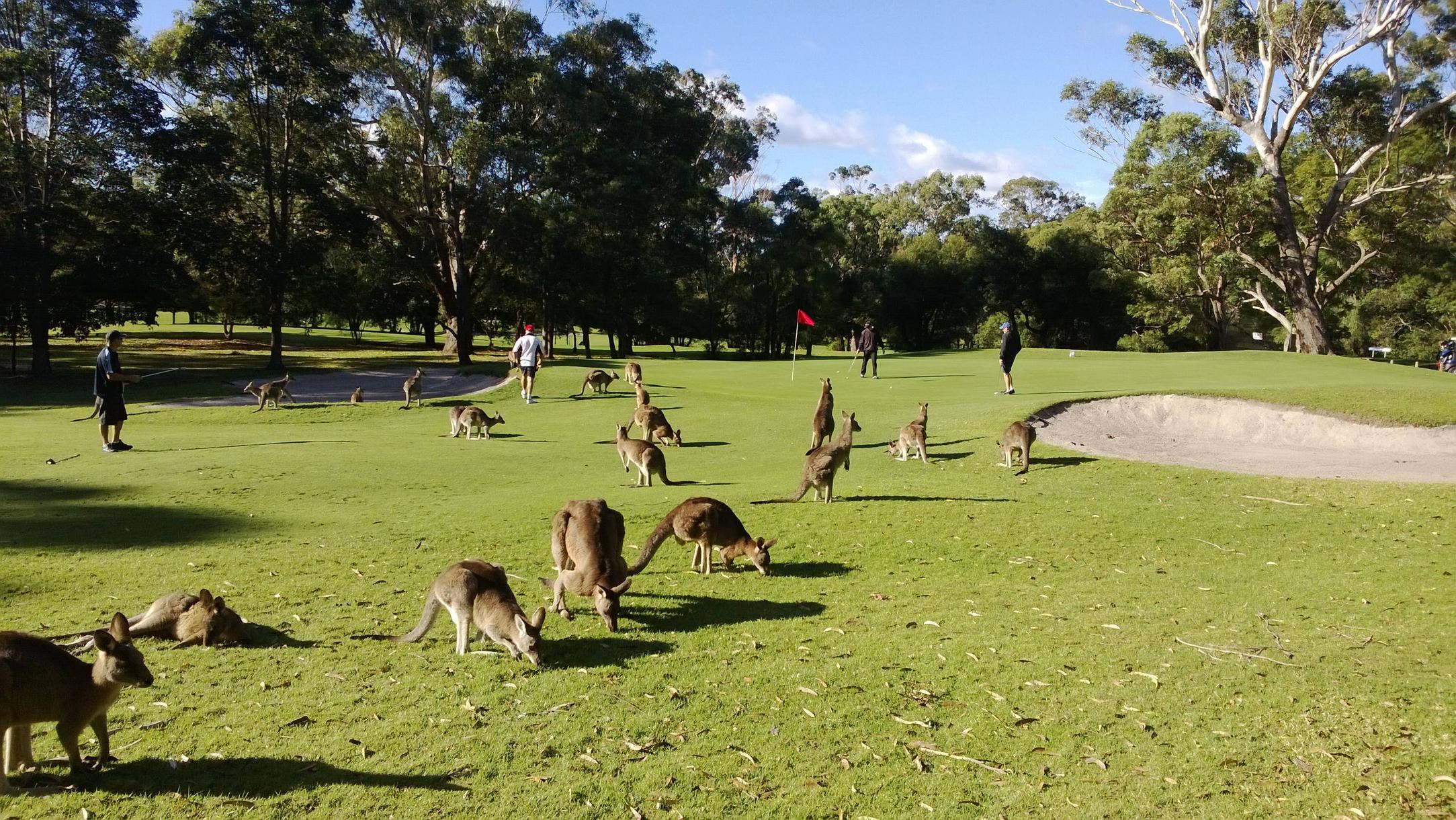 オーストラリアでゴルフした結果