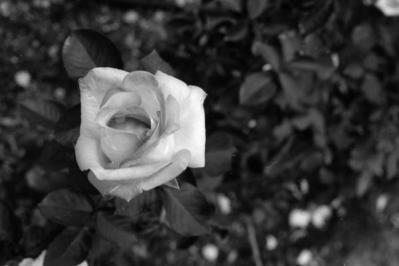 rose2.jpg