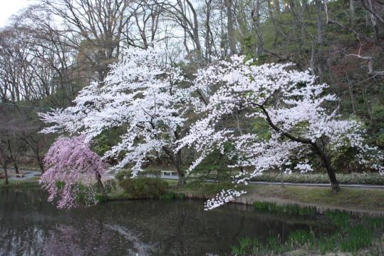 池に桜
