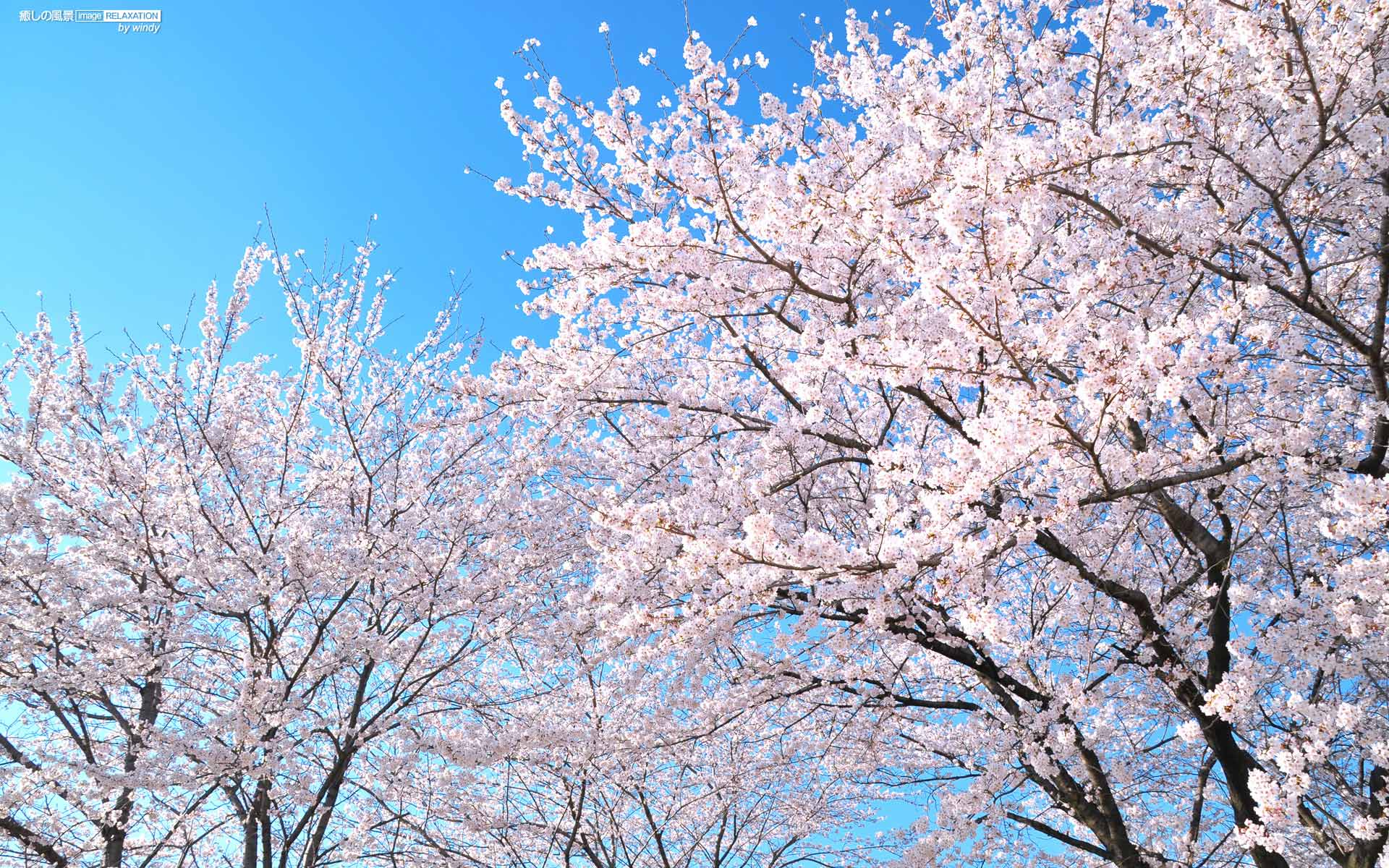 癒しの風景 Image Relaxation 癒し壁紙 青空に映える満開の桜