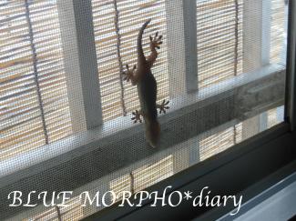 bluemorpho.diary.2012.6.18.2