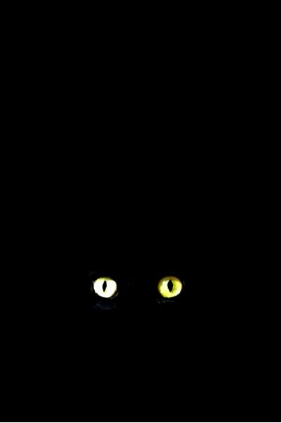Iphone壁紙 暗闇に光る眼 Necomap 黒猫的iphone生活
