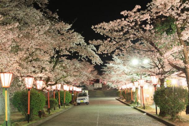 津山城　鶴山公園　桜