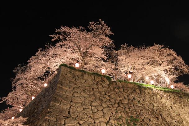 津山城　鶴山公園　桜