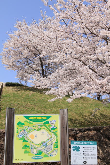 山田グリーンパーク　桜
