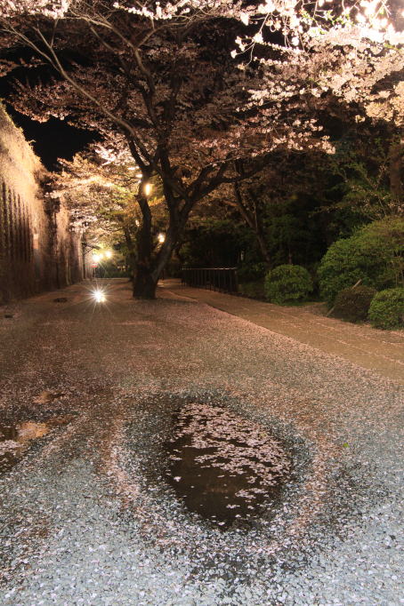 倉敷　美観地区　桜