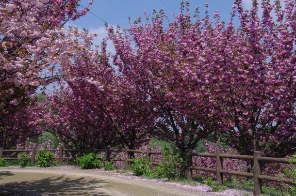 種松山の藤棚と八重桜