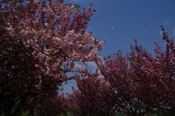 種松山の藤棚と八重桜