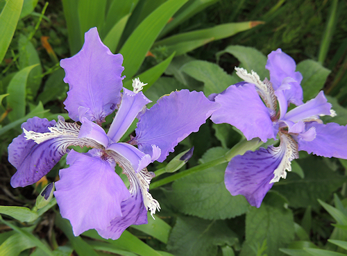 紫の花1