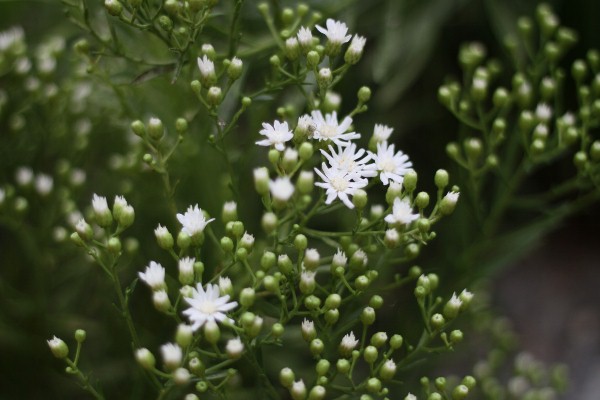 雑草の白い花