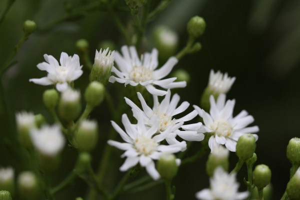 雑草の白い花２