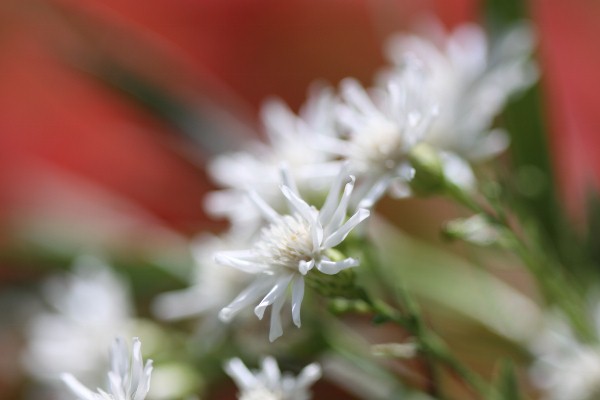 白い小花