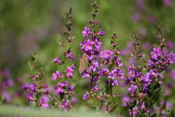 セセリチョウとミソハギの花