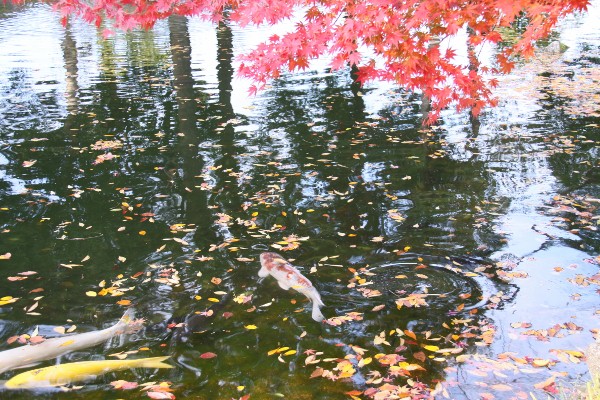 西山公園の池