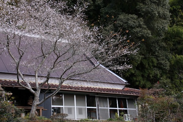 民家と四季桜