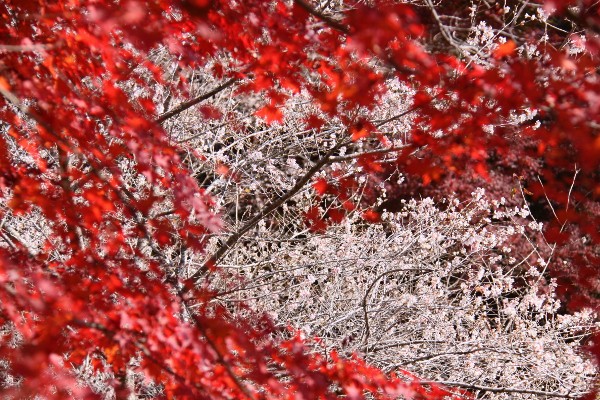 紅葉の中の四季桜