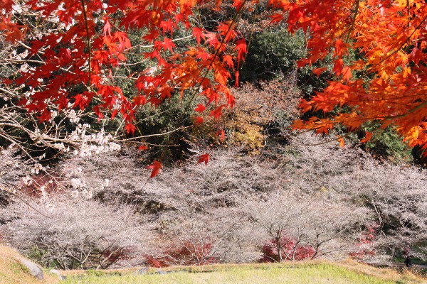 紅葉と四季桜２