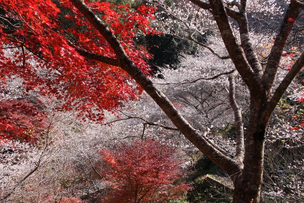 紅葉と四季桜３