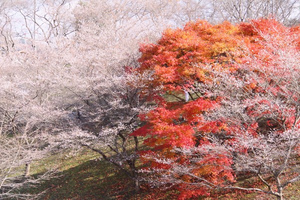 小原支所の四季桜