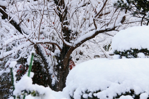 庭の雪」